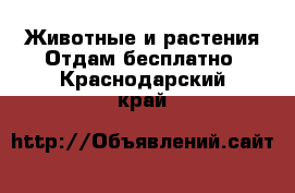 Животные и растения Отдам бесплатно. Краснодарский край